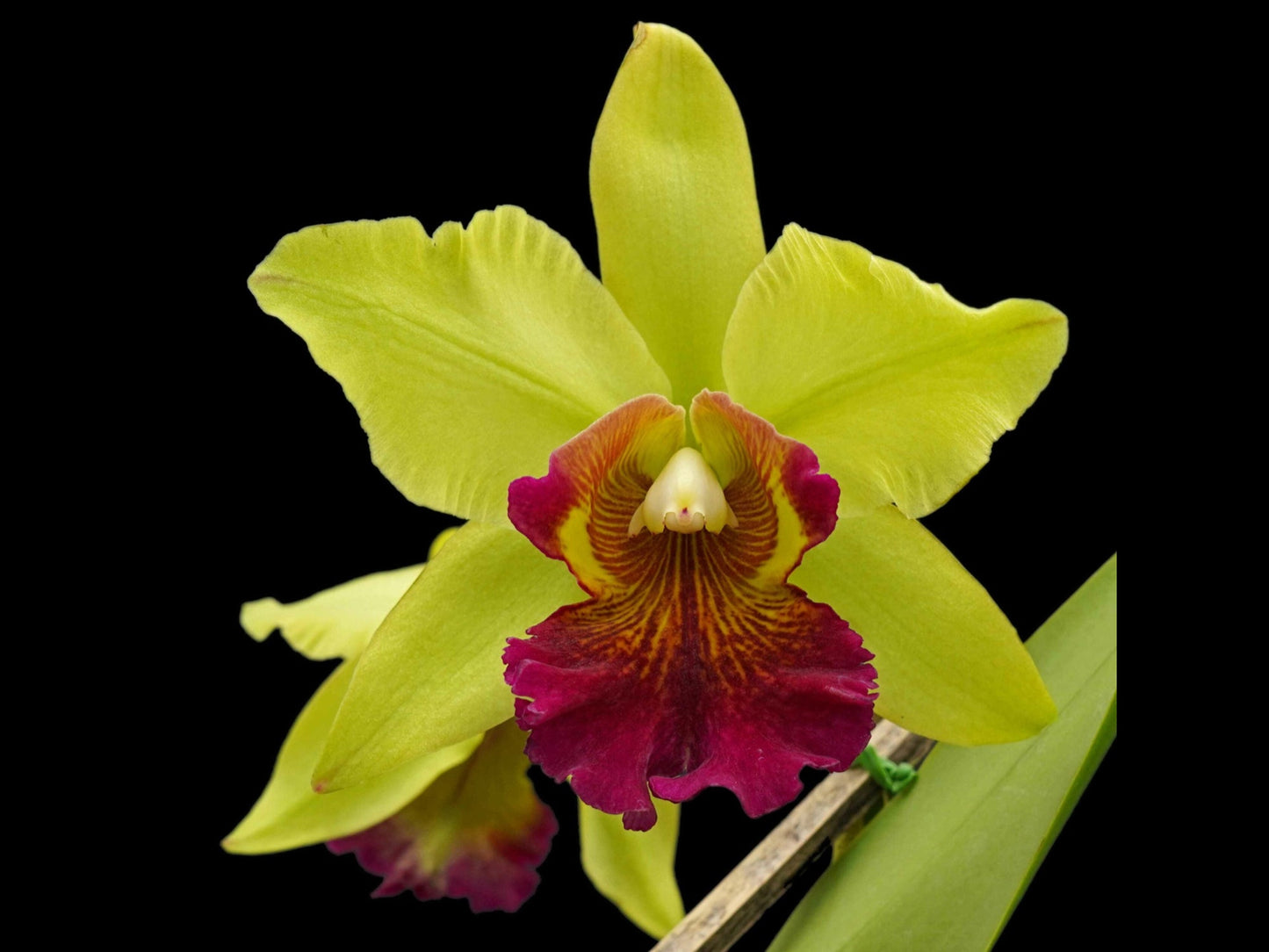 Cattleya Oro Andino