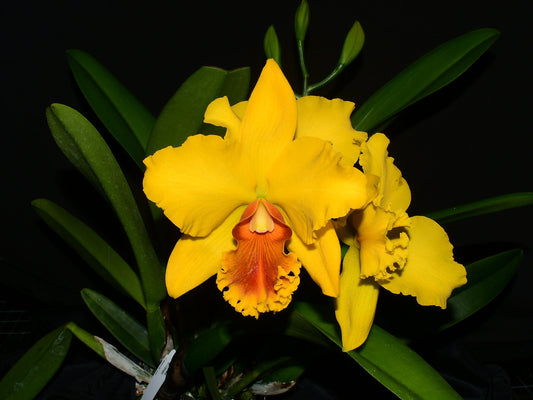 Cattleya El Condor