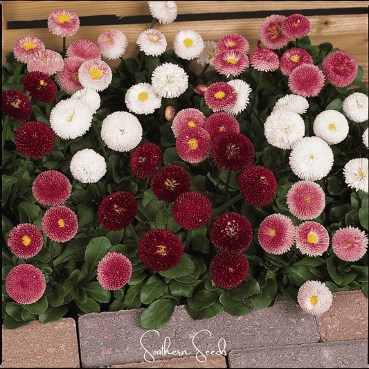 Super Enorma English Daisy Mix – 100 Seeds