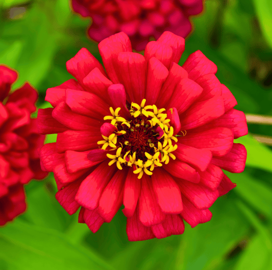 Meteor Zinnia – 100 Seeds