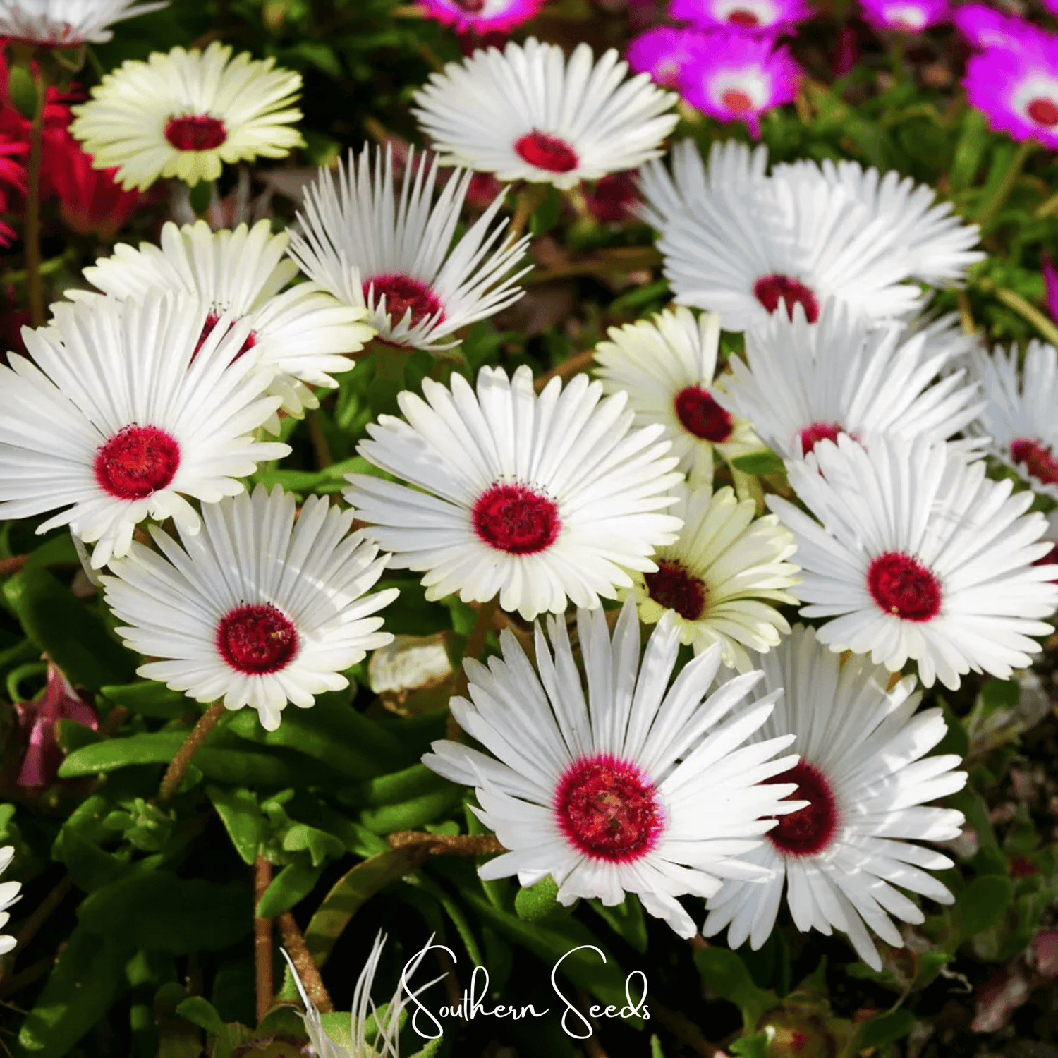 Southern Seeds