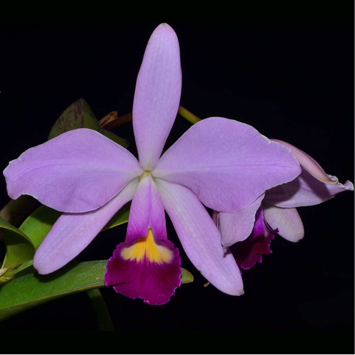 Cattleya Euphrasia
