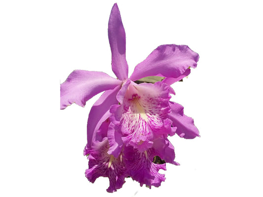 Cattleya Dominiana (1859)