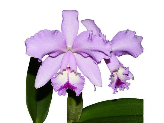 Cattleya Kiss Me