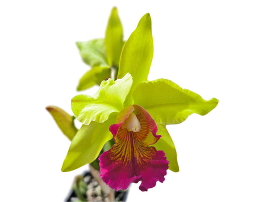 Cattleya Oro Andino