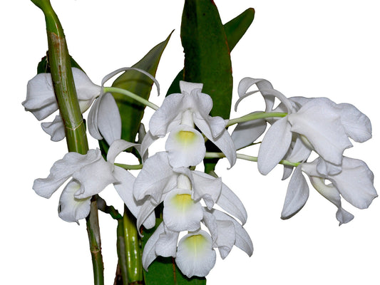 Cattleya skinneri f. alba