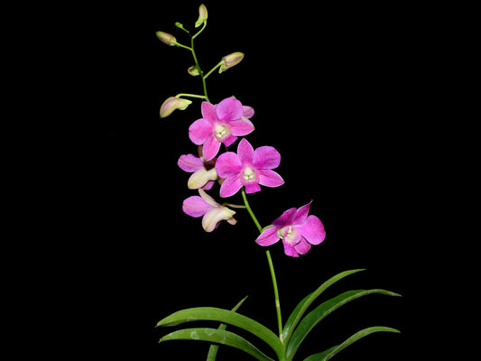 Dendrobium Emma Queen