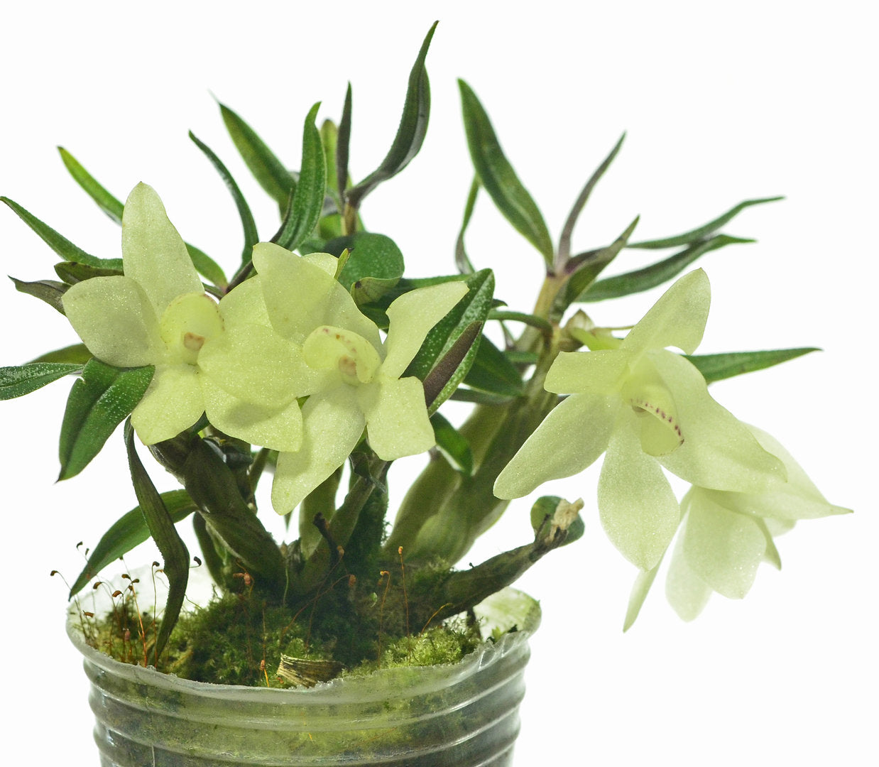 Dendrobium Mountain Magic f. alba