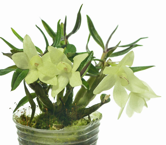Dendrobium Mountain Magic f. alba