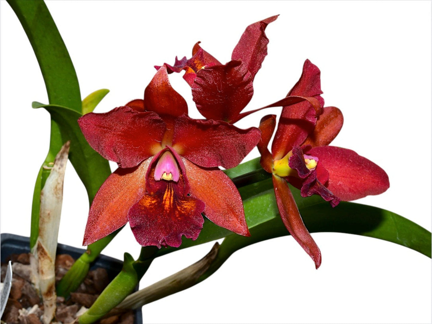 Rhyncattleanthe Fabricio Suarez