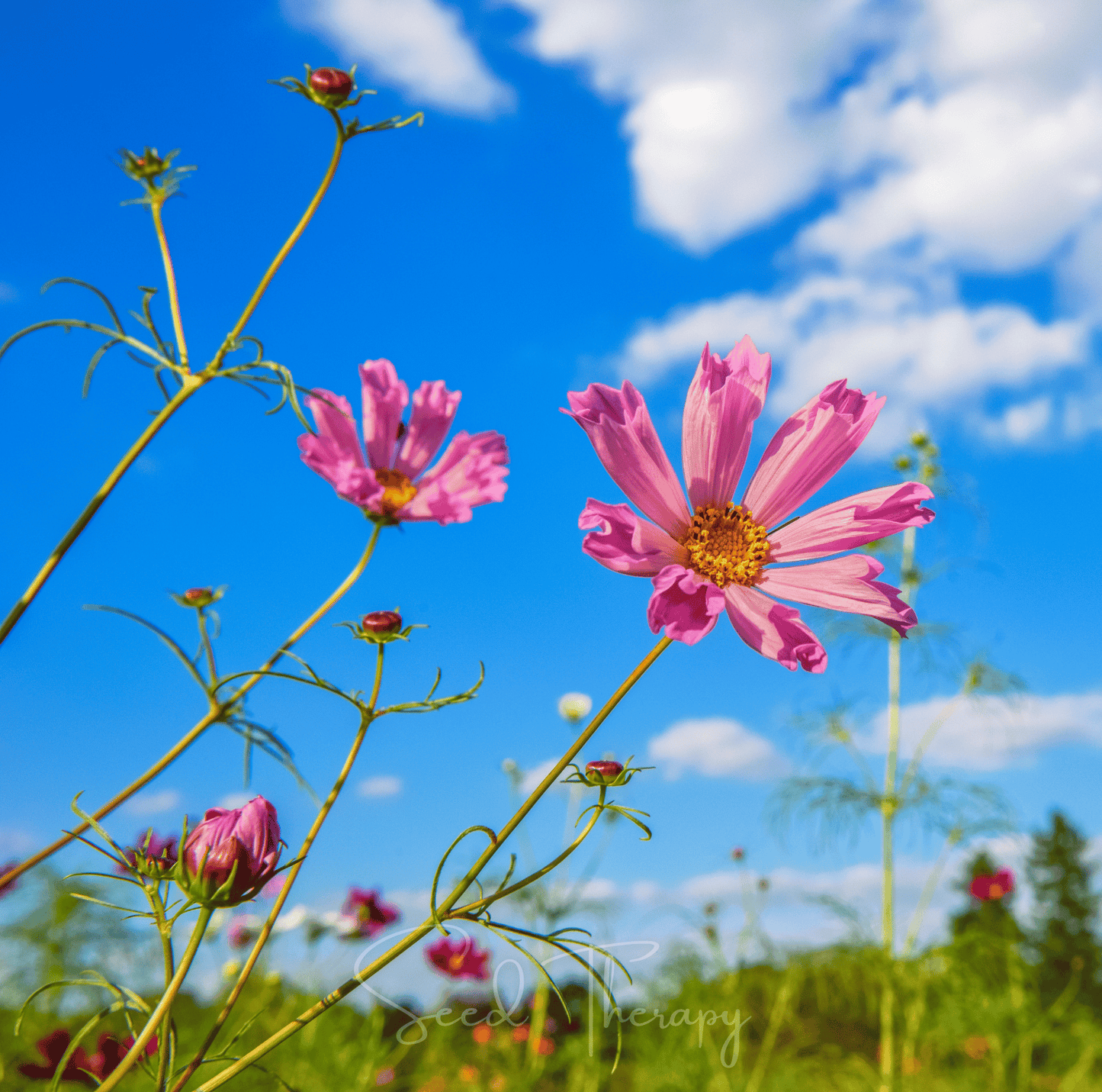 Sea Shells Cosmos – 100 Seeds