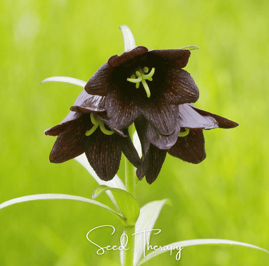 Chocolate Lily – 10 Seeds