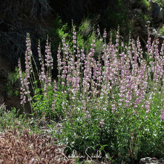 Palmer Penstemon – 100 Seeds